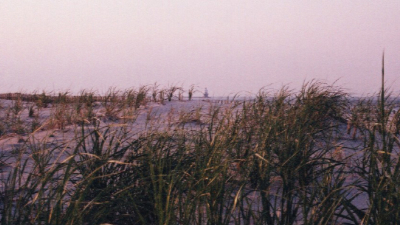capehenlopengrass.jpg (283753 bytes)