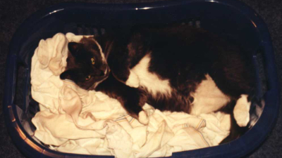 Bootsy in the basket