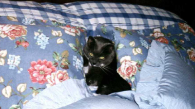 Bootsy on the Bed
