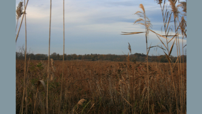 Scenery_Reeds.jpg (206630 bytes)