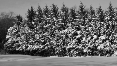scenery_20091219snow_6.jpg (132879 bytes)